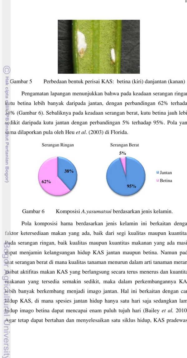 Gambar 5  Perbedaan bentuk perisai KAS:  betina (kiri) danjantan (kanan)  Pengamatan lapangan menunjukkan bahwa pada keadaan serangan ringan,  kutu betina lebih banyak daripada jantan, dengan perbandingan 62% terhadap  38% (Gambar 6)