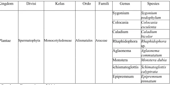 Tabel 4.1 Tumbuhan Dari Famili Araceae yang Hidup di Hutan Cagar Alam     Gunung Ambang Sub-Kawasan Bolaang Mongondow Timur 
