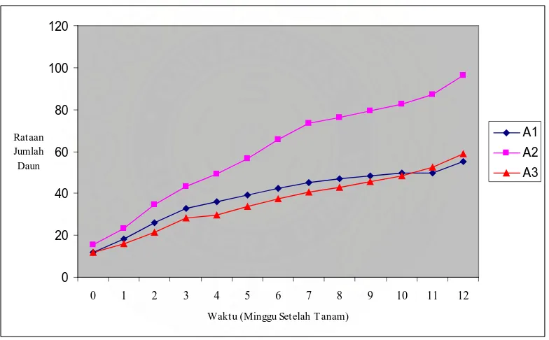 Gambar 5. Grafik rataan pertambahan jumlah daun ke tiga jenis klon  dengan jenis klon yang berbeda