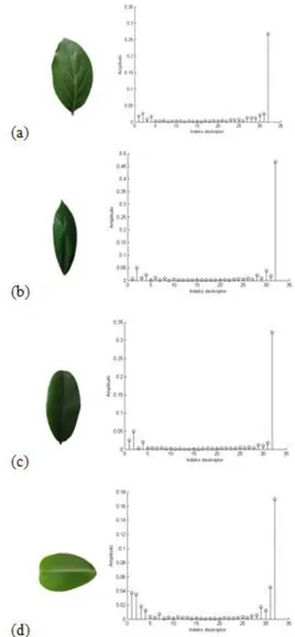 Gambar  3    Hasil  deteksi  tepi  Canny  dan  segmentasi  histogram-based  thresholding  pada  citra  daun  (a)  avokad,  (b)  kepel,  (c)  bisbul  dan  (d) jamblang