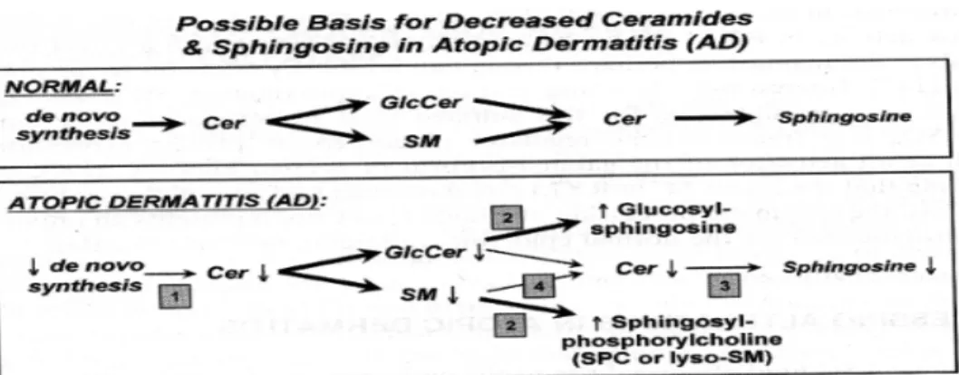 Gambar 1 menjelaskan beberapa kemungkinan  penyebab turunnya jumlah seramid dan sphingosine 