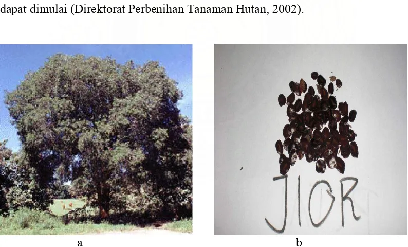 Gambar 1. Asam jawa (Tamarindus indica), (a) pohon , (b) benih    