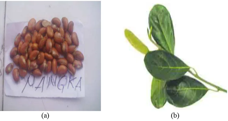 Gambar 3. Nangka (Artocarpus heterophyllus Lamk), (a) biji, (b) daun 