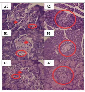 Gambar 1 Histologi pankreas tikus dengan pewarnaan HE 