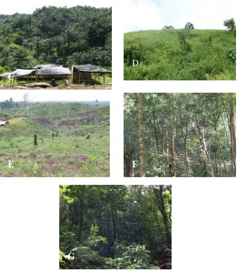 Gambar 1. Kondisi Penggunaan Lahan (a) Agroforesrti, (b) Hutan Primer, (c)                    Kebun Sawit,  (d) Semak, (e) Lahan Terbuka, (f) Kebun Karet,                    (g) Hutan  Sekunder   