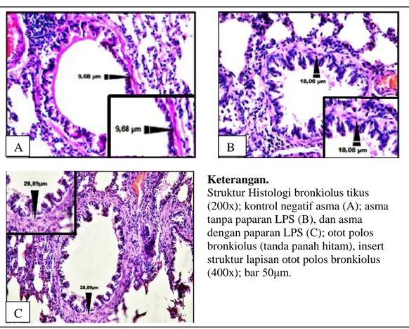 Gambar 2. Gambar otot polos bronkiolus pada histopatologi paru tikus 