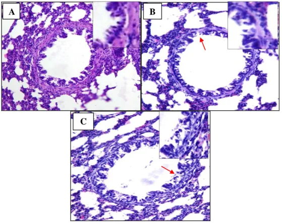 Gambar 2.  Struktur  histologis  bronkiolus  tikus  dengan  pewarnaan  Hematoksilin- Hematoksilin-Eosin (Perbesaran 200x) 