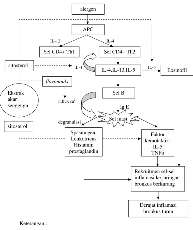 Gambar 2.11. Skema kerangka berpikir flavonoids alergen APC IL-4,IL-13,IL-5 Sel CD4+ Th1  Eosinofil  Sel CD4+ Th2 Sel B Sel mast Faktor kemotaktik: IL-5 TNFα Spasmogen: Leukotriens Histamin prostaglandin Rekruitmen sel-sel inflamasi ke jaringan bronkus ber