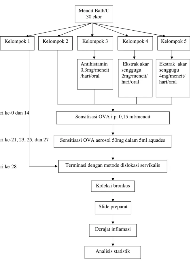 Gambar 3.2. Alur penelitian Mencit Balb/C 