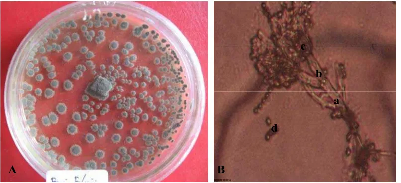 Gambar 10. Penicillium chrysogenum koloni berumur 14 hari pada media PDA (A) dan bentuk mikroskopik (B), konidiofor (a), percabangan (b), Fialid (c), konidia (d) 