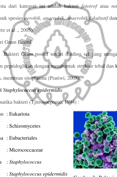 Gambar  3.  Bakteri  Staphylococcus  epidermidis 