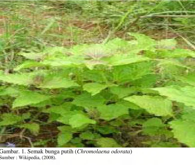 Tabel. 3. Kandungan nutrisi semak bunga putih (Chromolaena odorata)  
