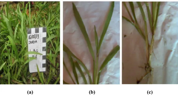 Gambar 18. Paspalum conjugatum,  perawakan (a), daun (b) dan akar (c)  Sumber: Dokumentasi  peneliti, 2013 