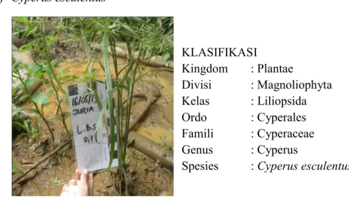 Gambar 1. Cyperus esculentus (Sumber : Dokumentasi Peneliti, 2013) 