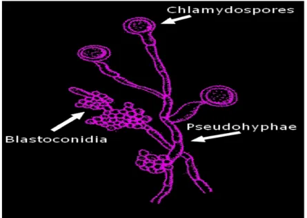 Gambar 1. Jamur Candida albicans (www.linedrawing.com)  2.4.3  Media Pertumbuhan Bakteri 