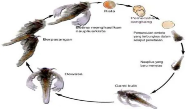Gambar 2.1  Siklus Pertumbuhan Artemia salina Leach 