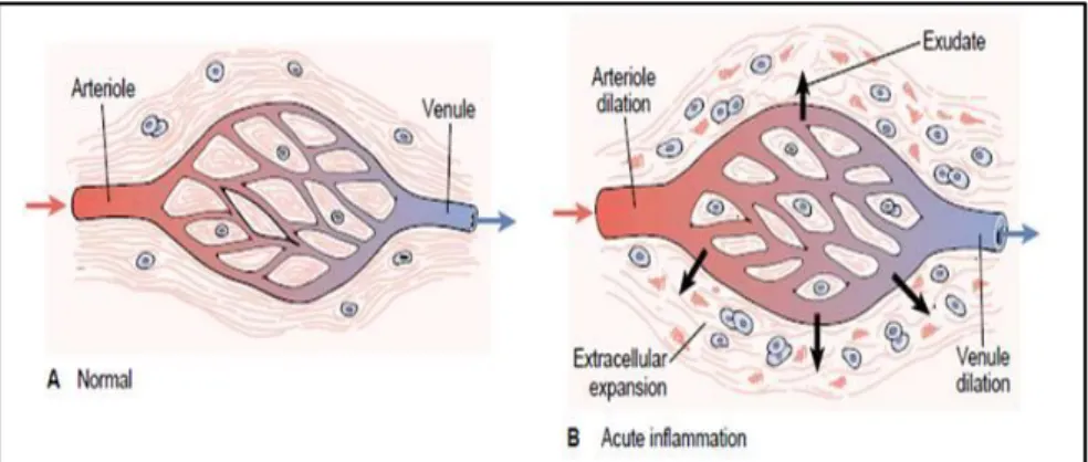 Gambar 2 . Marginasi leukosit pada inflamasi akut   (Spector &amp; Spector, 1993) 