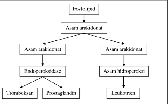 Gambar 4.  Metabolisme asam arakhidonat dan mediator-mediator peradangan  (Price and Wilson, 1995)