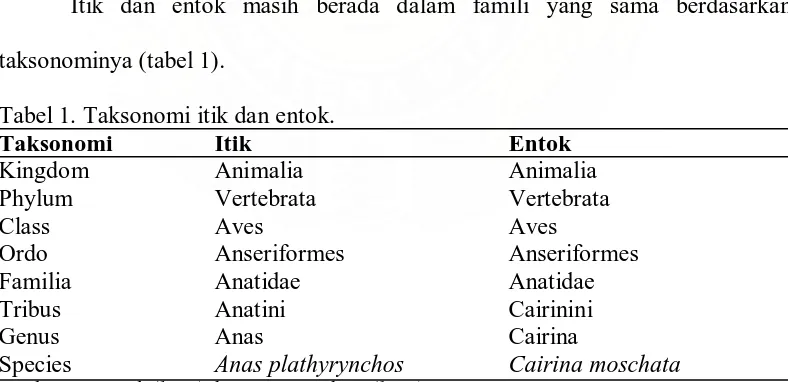 Tabel 1. Taksonomi itik dan entok.  Itik  Animalia  