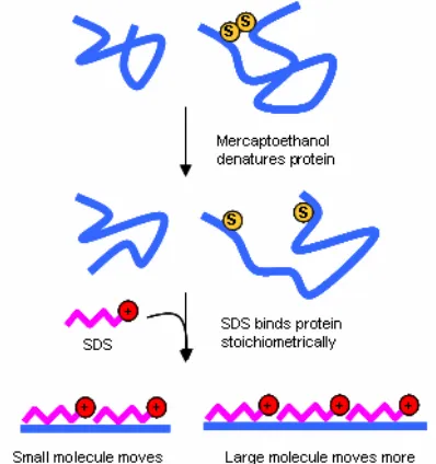 Gambar 4. Elektroforesis 