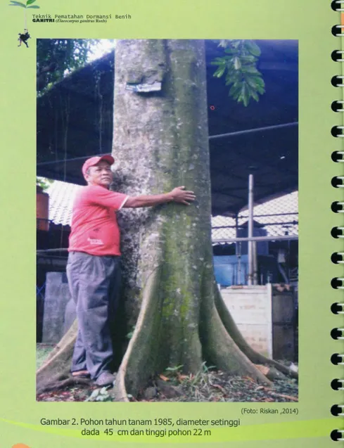 Gambar 2. Pohon tahun tanam 1985, diameter setinggi  dada  45  cm dan tinggi pohon 22 m 