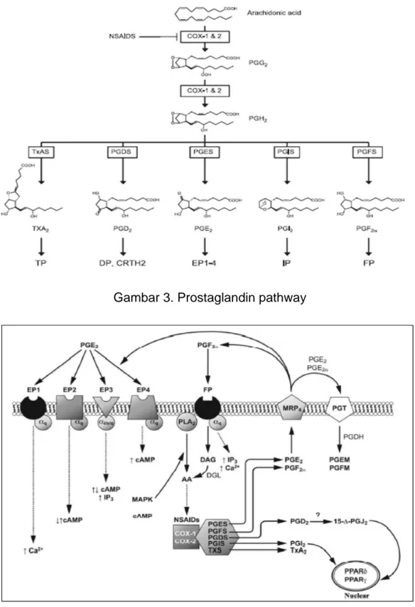 Gambar 3. Prostaglandin pathway 