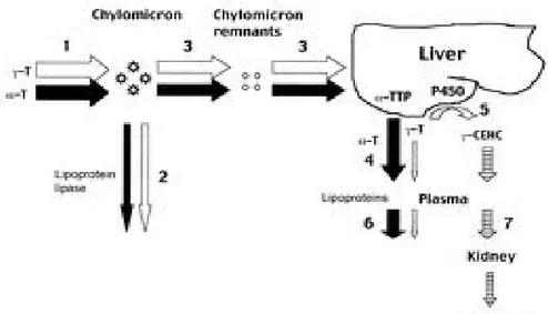 Gambar 6. Metabolisme Tokoferol 