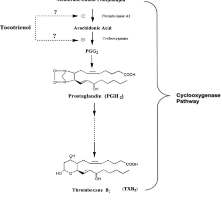 Gambar 7. Pengaruh Tokoferol pada prostaglandin pathway 