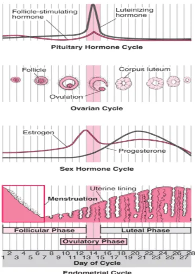 Gambar 2.1: Perubahan Selama Siklus Menstruasi 