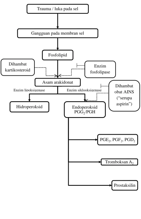 Gambar 2. Biosintesis Prostaglandin (Wilmana, 1995)Trauma / luka pada sel