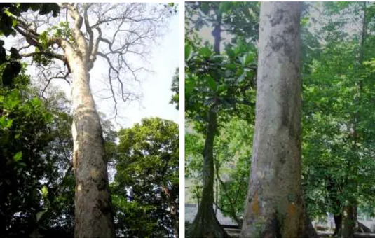 Gambar 1. Koleksi Artocarpus altissimus di Kebun Raya Bogor 