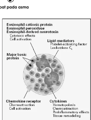 Gambar 4. Gambaran fisiologi eosinofil 
