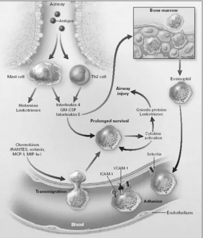 Gambar 5. Diffrensiasi eosinofil, menstimulasi pelepasan eosinofil dari sumsum tulang ke dalam sirkulasi  perifer 