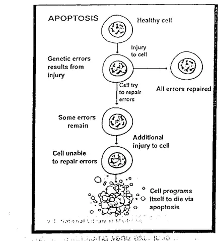 Gambar 5.2. Proses apoptosis terjadi karena perbaikan sel tidak terjadi sebagaimana mestinya,  sehingga sel akan diprogram untuk menghancurkan dirinya