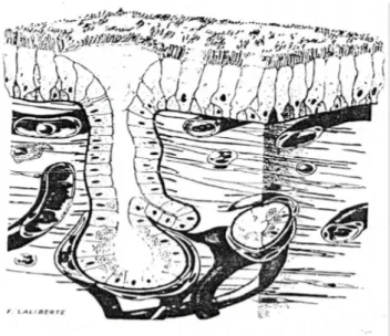 Gambar 1. Mukosa Hidung (Aria, 2002)  Keterangan : Basal sel, goblet sel, columner sel bersilia 