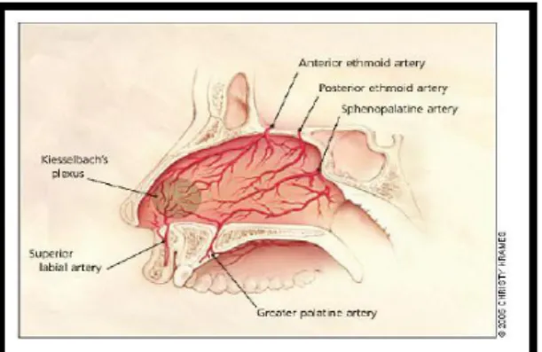 Gambar 2. Vaskularisasi hidung 