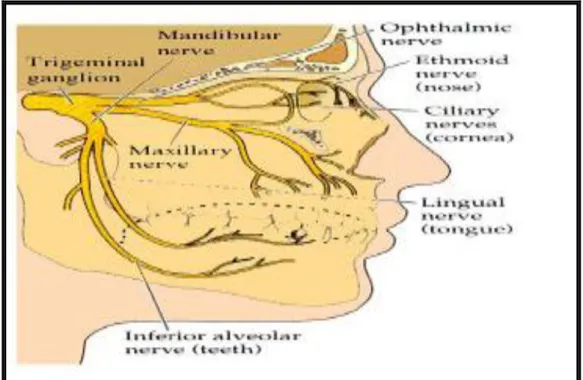 Gambar 3. Persarafan hidung 