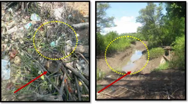 Gambar 52. Kerusakan Mangrove 2. Masalah Topografi