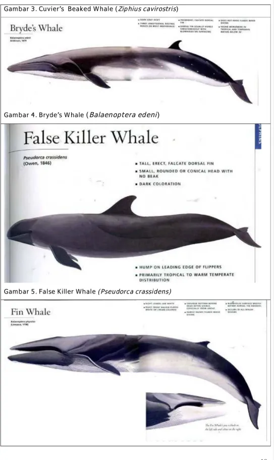 Gambar 3. Cuvier’s  Beaked Whale (Ziphius cavirostris) 