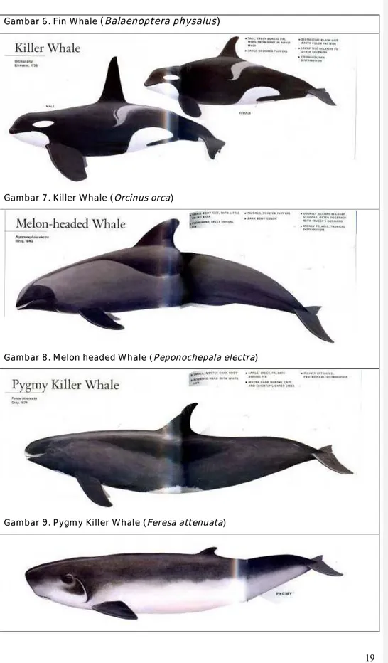 Gambar 6. Fin Whale  ( Balaenoptera physalus ) 