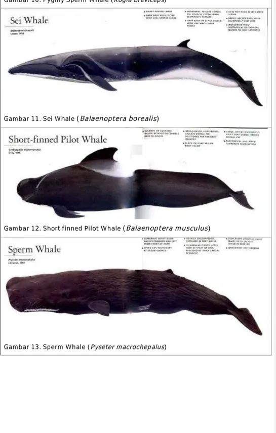 Gambar 10. Pygmy Sperm Whale (Kogia breviceps)