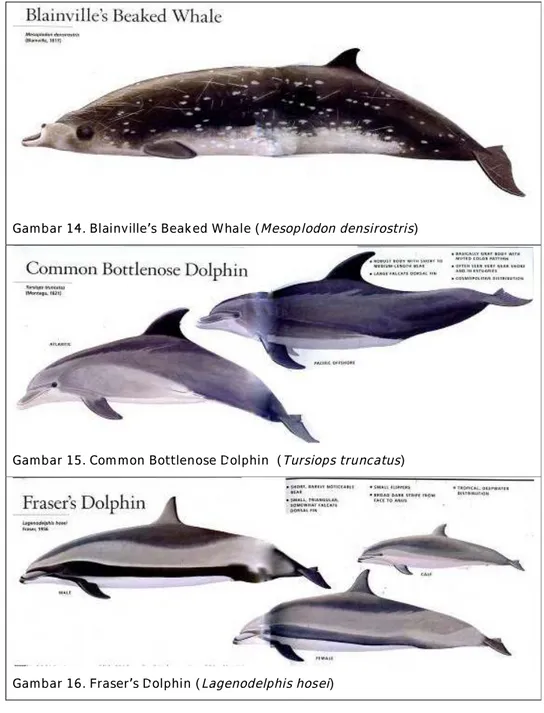 Gambar 14. Blainville’s Beaked Whale (Mesoplodon densirostris)