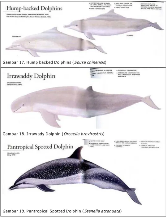 Gambar 17. Hump backed Dolphins (Sousa chinensis)