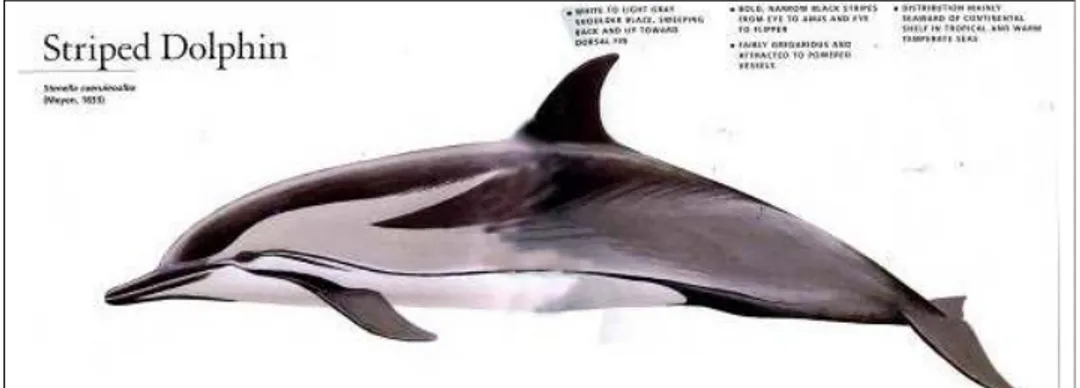 Gambar 24. Striped Dolphin (Stenella coeruleoalba)