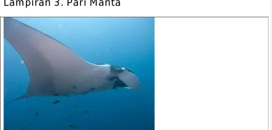 Gambar 25. Manta Ray (Manta birostris)