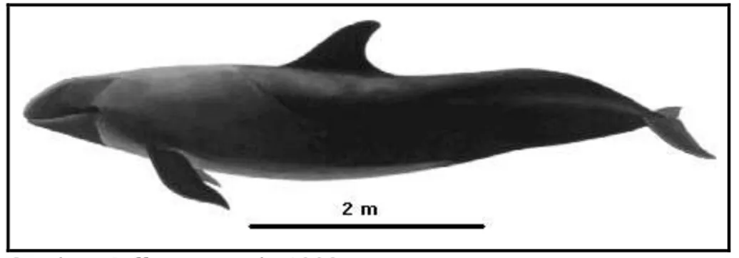 Gambar 6.  Pseudorca crassidens (False killer whale) 