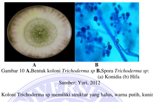 Gambar 10 A.Bentuk koloni Trichoderma sp B.Spora Trichoderma sp: 