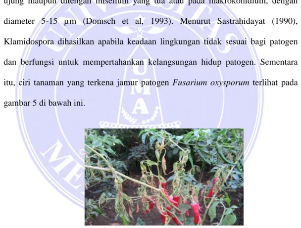 Gambar 6 Layu Fusarium oxysporum pada tanaman cabai merah  Sumber: Raichur, 2014 