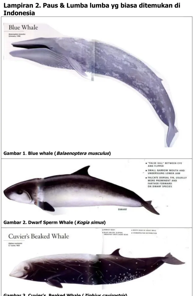 Gambar 1. Blue whale ( Balaenoptera musculus ) 