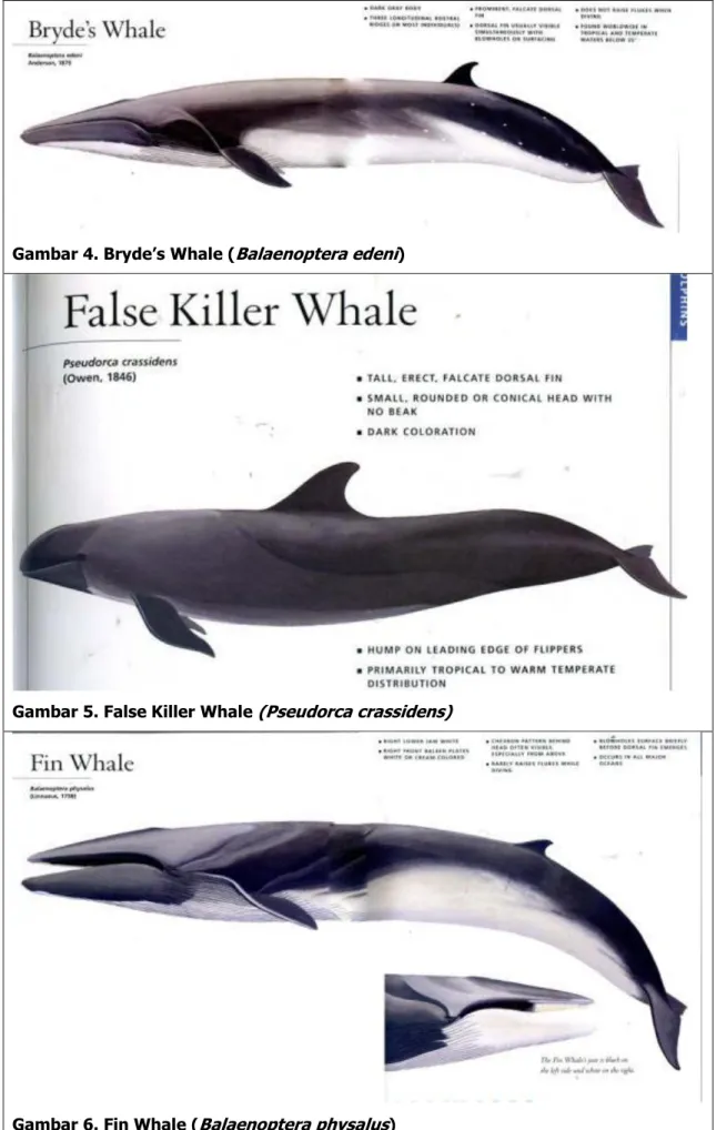Gambar 4. Bryde’s Whale ( Balaenoptera edeni ) 